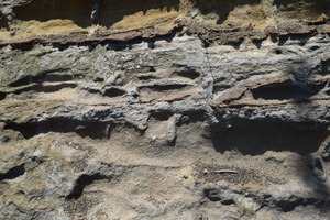島津島層の生痕化石