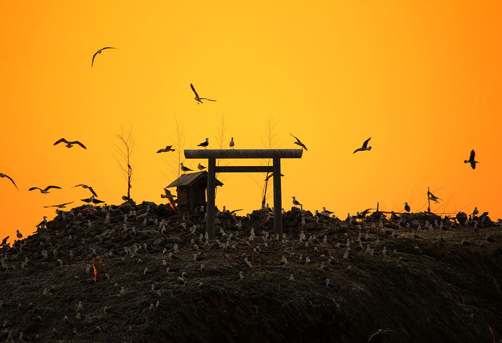 经岛与黑尾鸥的放大照片。