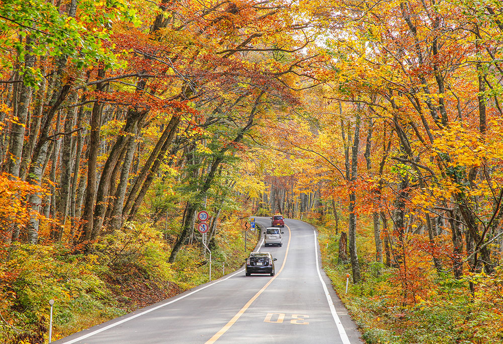 Large Photo:The Daisen Parkway through beech forests