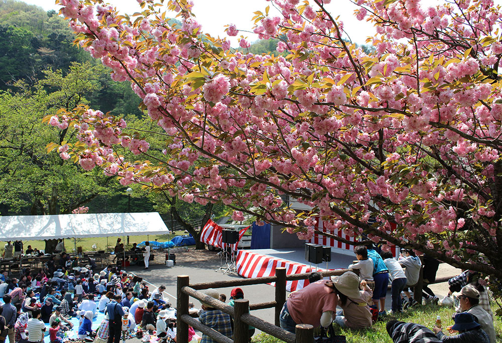 Large Photo:Mt. Senjo Manbon Sakura Park