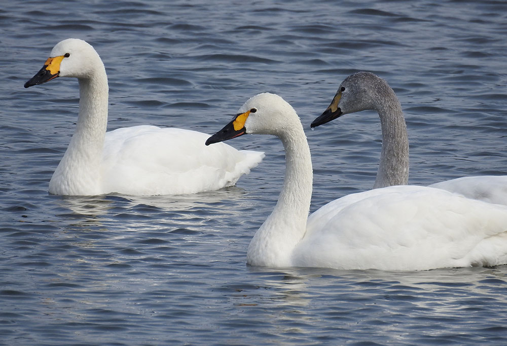 Large Photo:Tundra swans