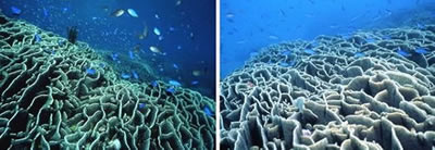 写真1：シコロサンゴとそこをすみかにしている熱帯魚たち（見残し湾）