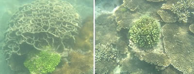 写真4：確認されたシコロサンゴやミドリイシ類