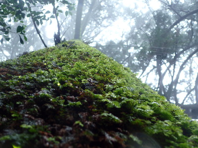 篠山　こけ