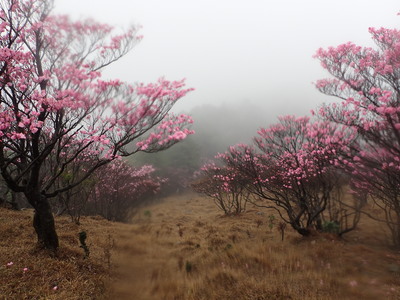 篠山　ツツジ