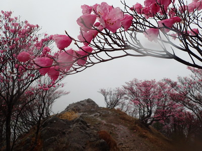 篠山　ツツジ