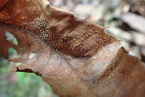 落ち葉の裏の変形菌