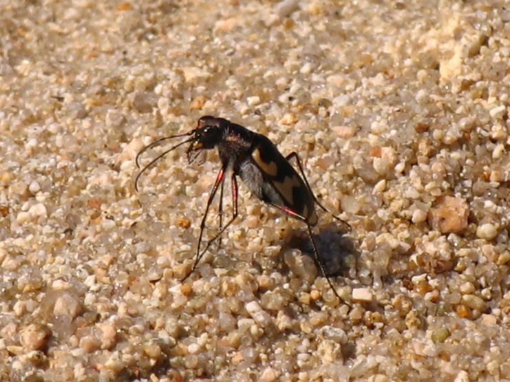 アクティブ レンジャー日記 中国四国地区 数を減らす海浜生物たち