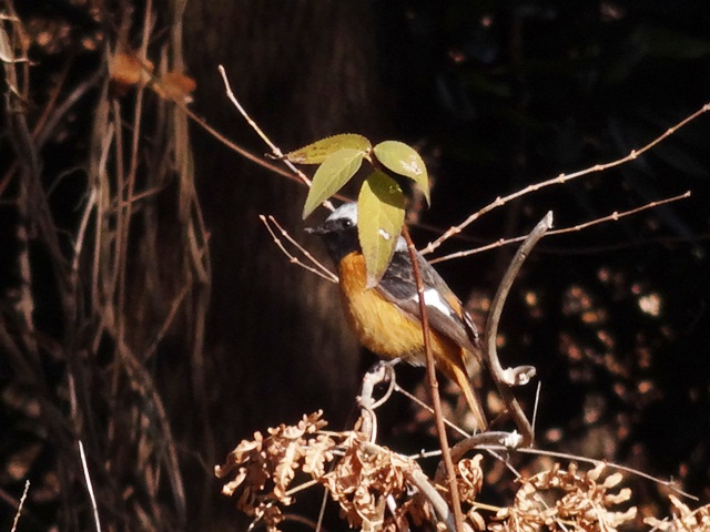 近くで見られる野鳥たち | 中国四国地方環境事務所 | 環境省