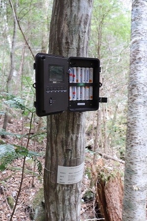 樹に取り付けた自動撮影カメラ