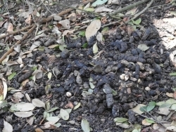 タヌキの溜めフン