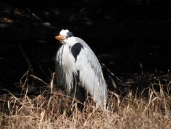 日向ぼっこ中のサギ