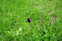 ネジバナの花粉を利用するクマバチ