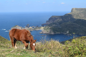 馬と国賀海岸