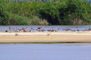 砂州で水浴びするマガンの群れ
