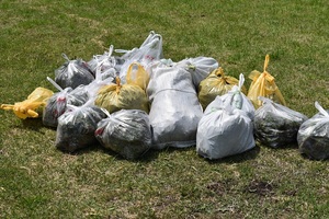 たくさんのゴミ袋に集められたブタナ(５／２１撮影)
