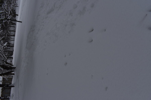 雪に残るウサギの足跡
