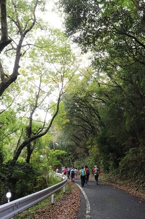 木立のトンネルを歩く参加者たち