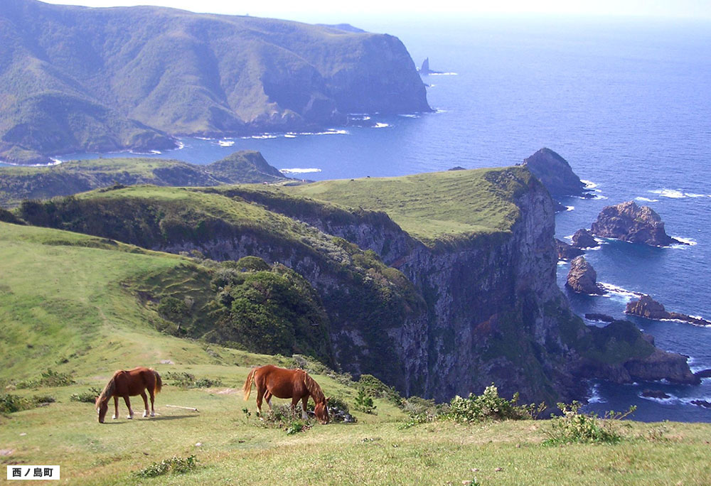 崖の上で草をはむ馬の写真。くにがかいがんの崖の上の草原では牛や馬が放牧されています。この画像をクリックした場合、左側の写真が切り替わります。