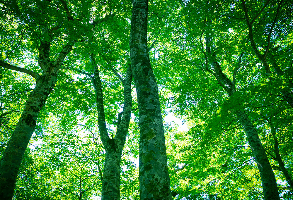 Large Photo:Mt. Daisen's beech forest