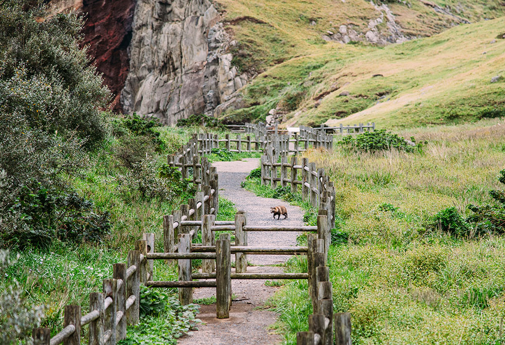 Large Photo:Trail on the cliff