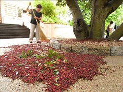 落ちたヤマモモの掃除