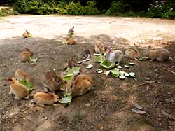 キャベツをもらったウサギたち
