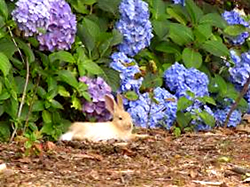 くつろぐ子ウサギ