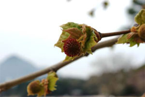 小さな葉と花がつきました