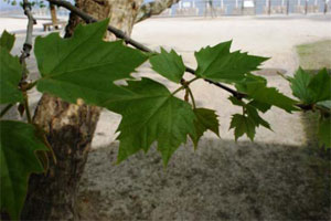 子供の手のひらぐらいの大きさです