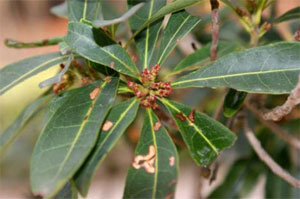 この時期にひっそりと咲きます