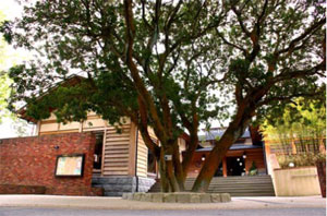 古い葉が落ち始めました