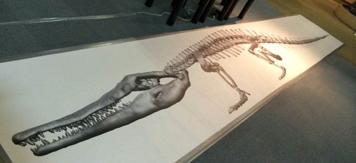 写真：化石のレプリカ標本